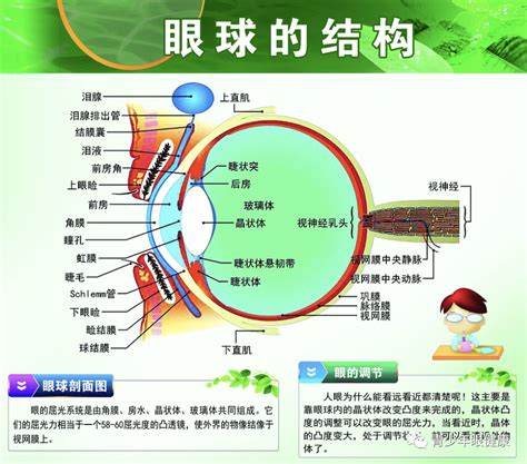 鸳鸯眼面相|鸳鸯眼睛面相特征（满满干货）